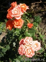 Alegria Alegria