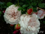 Kordes' Rosenfaszination ® Kordes' Rosenfaszination ®