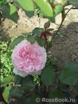 The Wedgwood Rose The Wedgwood Rose