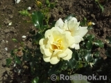 Sunny Rose Sunny Rose