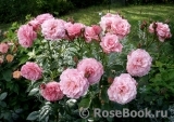 Tickled Pink Tickled Pink