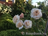 Crocus Rose® Crocus Rose®