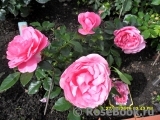 Rosenfee Rosenfee