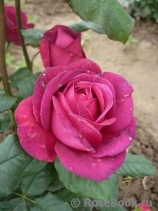 Johann Wolfgang von Goethe Rose® Johann Wolfgang von Goethe Rose®