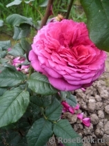 Johann Wolfgang von Goethe Rose® Johann Wolfgang von Goethe Rose®