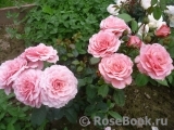 Tickled Pink Tickled Pink
