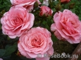 Tickled Pink Tickled Pink