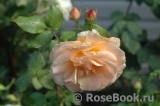 Apricot Nectar Apricot Nectar