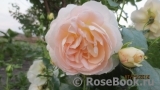 Marie Antoinette Marie Antoinette