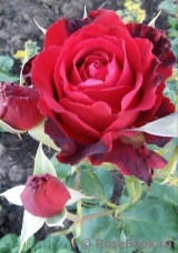 Lovely Red Lovely Red