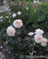 Marie Antoinette Marie Antoinette