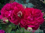 Darcey Bussell Darcey Bussell