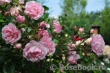 Rosenholm Rosenholm