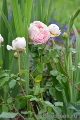Abraham Darby Abraham Darby