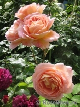 Abraham Darby Abraham Darby