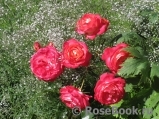 Midsummer Midsummer
