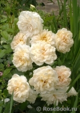 Lions Rose Lions Rose