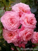 Tickled Pink Tickled Pink