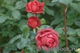 Terracotta ® Terracotta ®