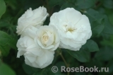 Midsummersnow ® Midsummersnow ®