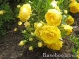 Persian Yellow Persian Yellow