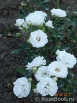 Aspirin Rose Aspirin Rose