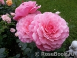 Tickled Pink Tickled Pink