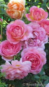 Jubilee Celebration® Jubilee Celebration®