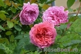 Princess Alexandra of Kent Princess Alexandra of Kent