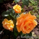 Goldelse Goldelse