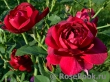 Darcey Bussell Darcey Bussell