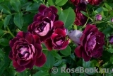 Burgundy Ice Burgundy Ice