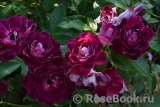Burgundy Ice Burgundy Ice