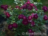 Burgundy Ice Burgundy Ice