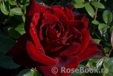 Schwarze Madonna Schwarze Madonna