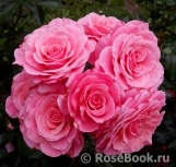 Tickled Pink Tickled Pink