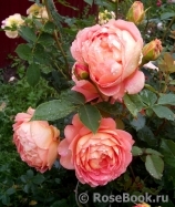 Lady of Shalott Lady of Shalott