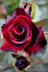 Black Baccara Black Baccara