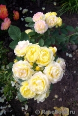 Golden Border Golden Border