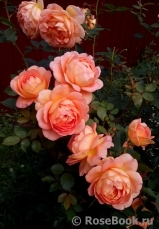 Lady of Shalott Lady of Shalott