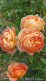 Lady of Shalott Lady of Shalott