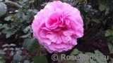 Princess Alexandra of Kent Princess Alexandra of Kent