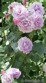 Novalis Novalis