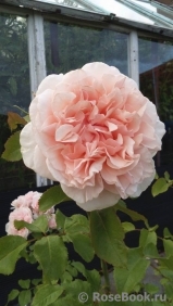 Rose de Tolbiac ® Rose de Tolbiac ®