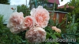 Rose de Tolbiac ® Rose de Tolbiac ®