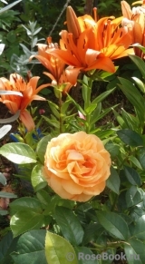 Bernstein-Rose Bernstein-Rose