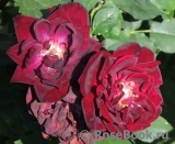 Scarman's Velvet China Scarman's Velvet China