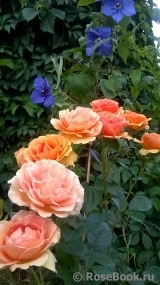 Ashram Ashram