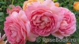 Jubilee Celebration® Jubilee Celebration®