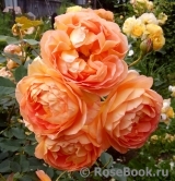 Lady of Shalott Lady of Shalott